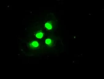 Anti-TIF1 gamma antibody [6B7] used in Immunocytochemistry/ Immunofluorescence (ICC/IF). GTX83493