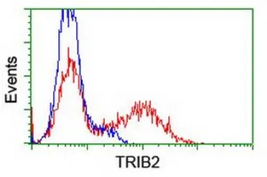 Anti-TRIB2 antibody [8D11] used in Flow cytometry (FCM). GTX83495