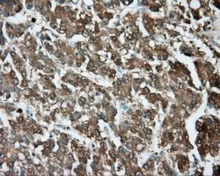 Anti-TPMT antibody [4C1] used in IHC (Paraffin sections) (IHC-P). GTX83497