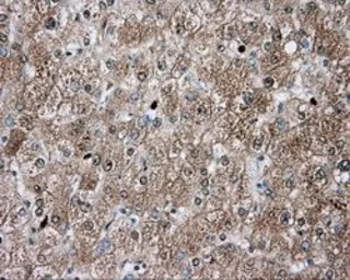 Anti-TPMT antibody [4C1] used in IHC (Paraffin sections) (IHC-P). GTX83497