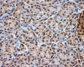 Anti-TPMT antibody [4C1] used in IHC (Paraffin sections) (IHC-P). GTX83497