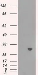 Anti-TPMT antibody [4C1] used in Western Blot (WB). GTX83497