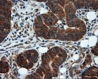 Anti-TPMT antibody [2A2] used in IHC (Paraffin sections) (IHC-P). GTX83498