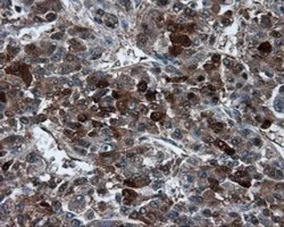 Anti-TPMT antibody [2A2] used in IHC (Paraffin sections) (IHC-P). GTX83498