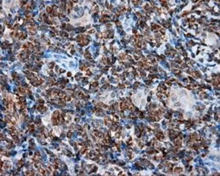 Anti-TPMT antibody [2A2] used in IHC (Paraffin sections) (IHC-P). GTX83498
