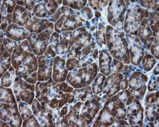 Anti-TPMT antibody [2A2] used in IHC (Paraffin sections) (IHC-P). GTX83498