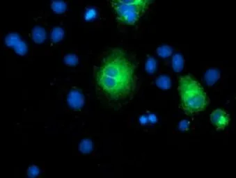 Anti-TMEM80 antibody [3B6] used in Immunocytochemistry/ Immunofluorescence (ICC/IF). GTX83505