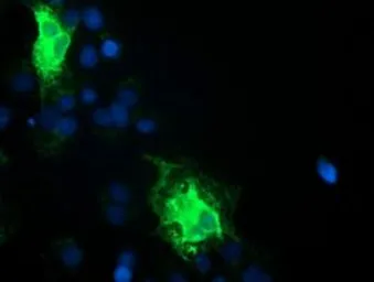 Anti-TMEM80 antibody [2B7] used in Immunocytochemistry/ Immunofluorescence (ICC/IF). GTX83506