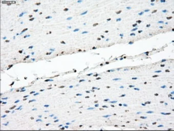 Anti-TMEM100 antibody [10G3] used in IHC (Paraffin sections) (IHC-P). GTX83508