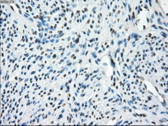 Anti-TMEM100 antibody [10G3] used in IHC (Paraffin sections) (IHC-P). GTX83508