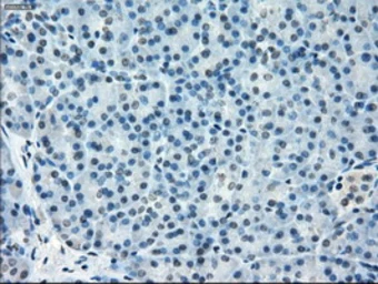 Anti-TMEM100 antibody [10G3] used in IHC (Paraffin sections) (IHC-P). GTX83508