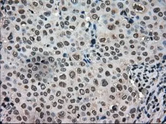 Anti-TMEM100 antibody [2D3] used in IHC (Paraffin sections) (IHC-P). GTX83509