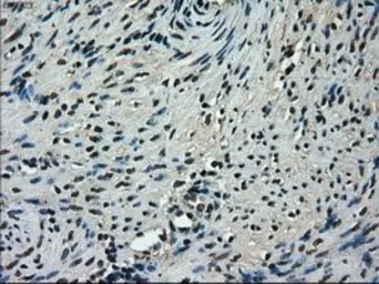 Anti-TMEM100 antibody [2D3] used in IHC (Paraffin sections) (IHC-P). GTX83509