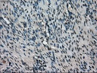 Anti-TMEM100 antibody [2D3] used in IHC (Paraffin sections) (IHC-P). GTX83509