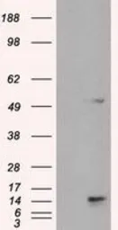 Anti-TMEM100 antibody [2D3] used in Western Blot (WB). GTX83509