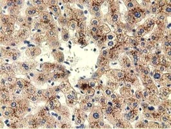 Anti-Thimet Oligopeptidase antibody [2D3] used in IHC (Paraffin sections) (IHC-P). GTX83512