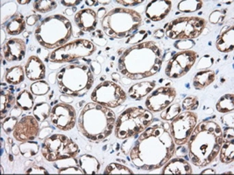 Anti-TXA synthase antibody [2C1] used in IHC (Paraffin sections) (IHC-P). GTX83523