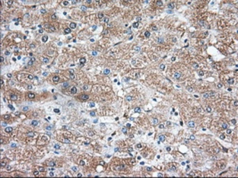 Anti-TXA synthase antibody [2C1] used in IHC (Paraffin sections) (IHC-P). GTX83523