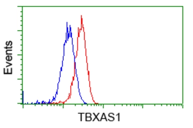 Anti-TXA synthase antibody [2C1] used in Flow cytometry (FCM). GTX83523