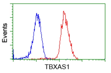 Anti-TXA synthase antibody [2C1] used in Flow cytometry (FCM). GTX83523