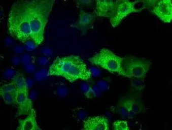 Anti-TACC3 antibody [1E11] used in Immunocytochemistry/ Immunofluorescence (ICC/IF). GTX83529