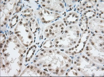 Anti-TACC3 antibody [6F1] used in IHC (Paraffin sections) (IHC-P). GTX83531