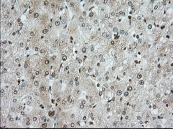Anti-TACC3 antibody [6F1] used in IHC (Paraffin sections) (IHC-P). GTX83531