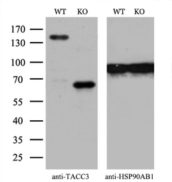 Anti-TACC3 antibody [6F1] used in Western Blot (WB). GTX83531