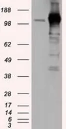 Anti-TACC3 antibody [6F1] used in Western Blot (WB). GTX83531