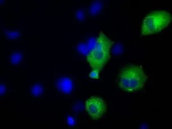 Anti-TACC3 antibody [6F1] used in Immunocytochemistry/ Immunofluorescence (ICC/IF). GTX83531