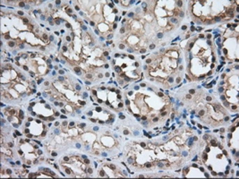 Anti-TACC3 antibody [7B11] used in IHC (Paraffin sections) (IHC-P). GTX83533