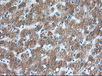 Anti-TACC3 antibody [7B11] used in IHC (Paraffin sections) (IHC-P). GTX83533