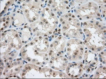 Anti-TACC3 antibody [8F6] used in IHC (Paraffin sections) (IHC-P). GTX83534