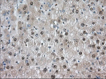 Anti-TACC3 antibody [8F6] used in IHC (Paraffin sections) (IHC-P). GTX83534