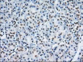Anti-TACC3 antibody [8F6] used in IHC (Paraffin sections) (IHC-P). GTX83534
