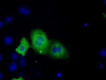Anti-TACC3 antibody [8F6] used in Immunocytochemistry/ Immunofluorescence (ICC/IF). GTX83534