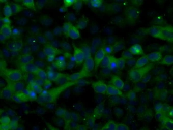 Anti-TACC3 antibody [8F6] used in Immunocytochemistry/ Immunofluorescence (ICC/IF). GTX83534