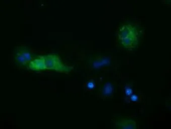 Anti-SULT2A1 antibody [4D7] used in Immunocytochemistry/ Immunofluorescence (ICC/IF). GTX83539