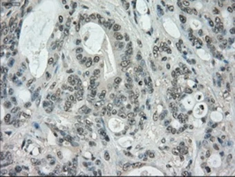 Anti-STK39 antibody [3C12] used in IHC (Paraffin sections) (IHC-P). GTX83541