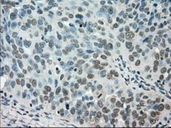 Anti-STK39 antibody [3C12] used in IHC (Paraffin sections) (IHC-P). GTX83541
