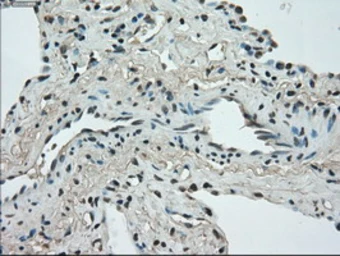 Anti-STK39 antibody [3C12] used in IHC (Paraffin sections) (IHC-P). GTX83541
