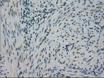 Anti-STK39 antibody [3C12] used in IHC (Paraffin sections) (IHC-P). GTX83541
