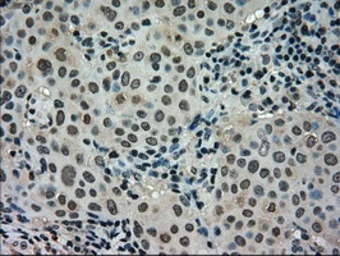 Anti-STK39 antibody [4E3] used in IHC (Paraffin sections) (IHC-P). GTX83542