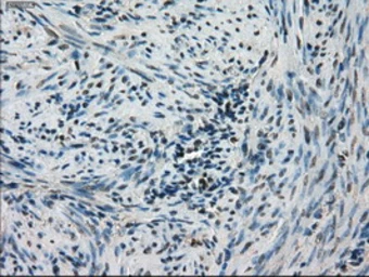 Anti-STK39 antibody [4E3] used in IHC (Paraffin sections) (IHC-P). GTX83542