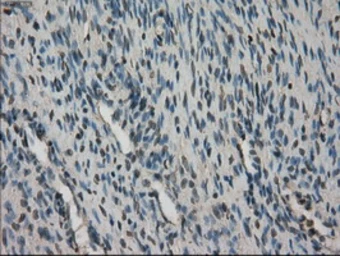 Anti-STK39 antibody [4E3] used in IHC (Paraffin sections) (IHC-P). GTX83542