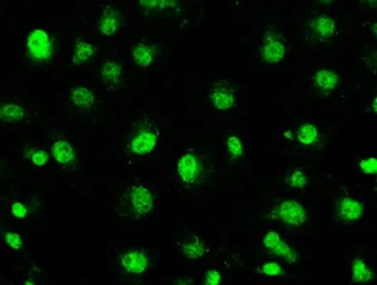 Anti-STK39 antibody [4E3] used in Immunocytochemistry/ Immunofluorescence (ICC/IF). GTX83542