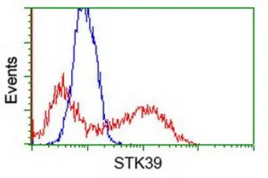 Anti-STK39 antibody [4E3] used in Flow cytometry (FCM). GTX83542