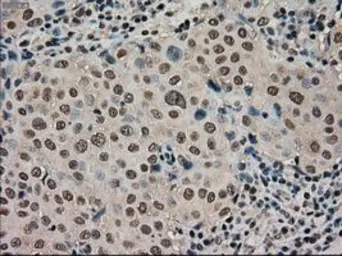 Anti-STK39 antibody [2E10] used in IHC (Paraffin sections) (IHC-P). GTX83543