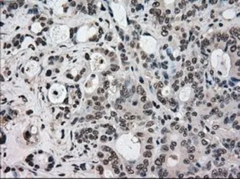 Anti-STK39 antibody [2E10] used in IHC (Paraffin sections) (IHC-P). GTX83543