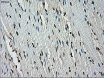 Anti-STK39 antibody [2E10] used in IHC (Paraffin sections) (IHC-P). GTX83543